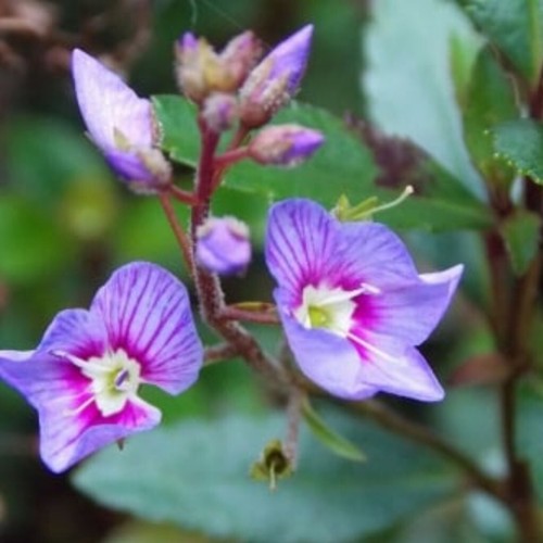Parahebe plug plants garden - parahebe,