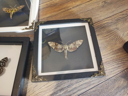 Rare sphinx moth manduca - rare,