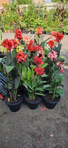 Canna lily mix seeds - mix, seeds.