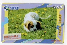 CAVALIER KING CHARLES SPANIEL