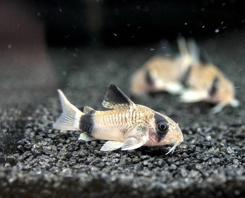 Pack panda corydoras - 3,