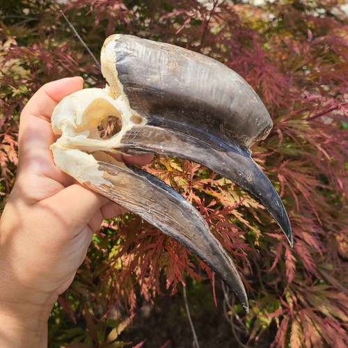Black casque hornbill - casque, skull