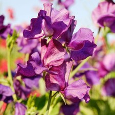 Blue Velvet Sweet Pea Bedding