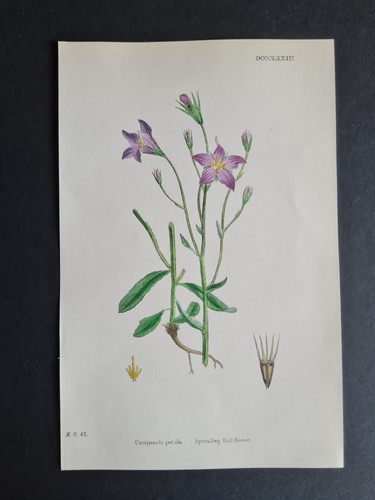 Antique 1873 print english - 1873,