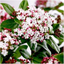 2 Litre | Viburnum Tinus 'Gwenillian' | Evergreen Shrub  | Pot Plant