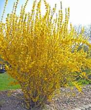 Forsythia x Intermedia Lynwood Gold - Spring Flowering Garden Shrub
