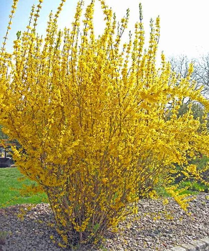 Forsythia intermedia lynwood - x,