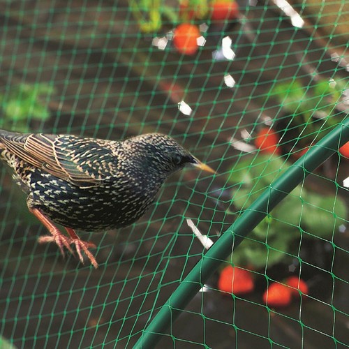 Anti bird netting - bird, garden