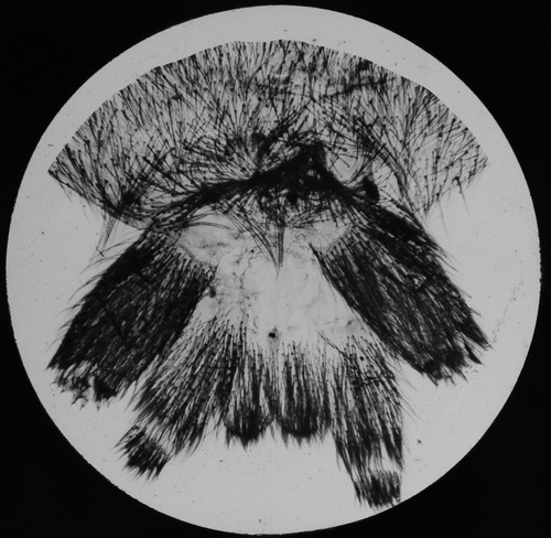 Head mosquito including - of,