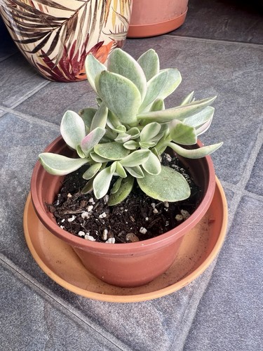 Crassula swaziensis variegated - swaziensis,