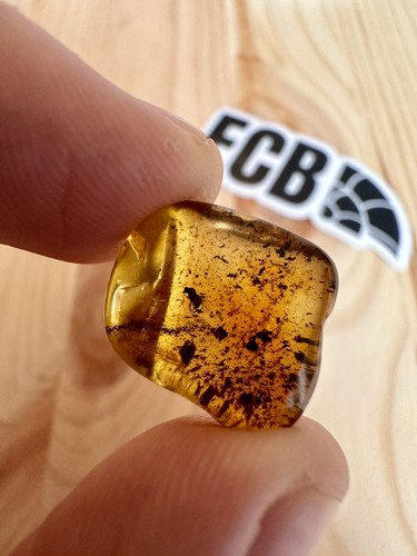 Baltic amber with - baltic,
