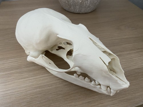 Replica seal sea lion - seal, skull