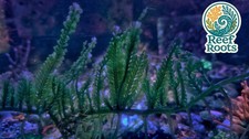 Marine macro algae, Caulerpa