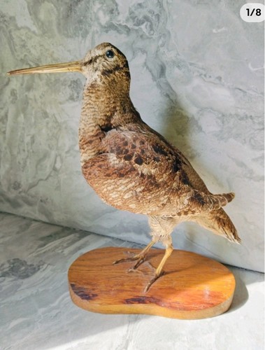 Taxidermy trophy hunting - taxidermy,