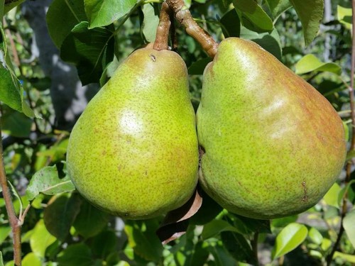 English grown pear - grown, trees