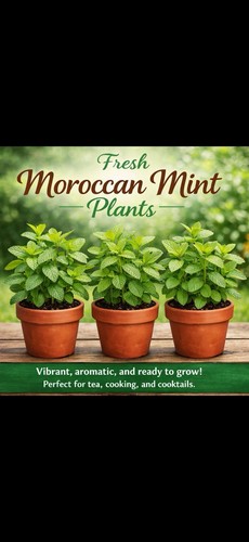 Fresh moroccan mint - fresh,