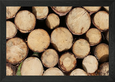 Wooden cut tree trunk Framed