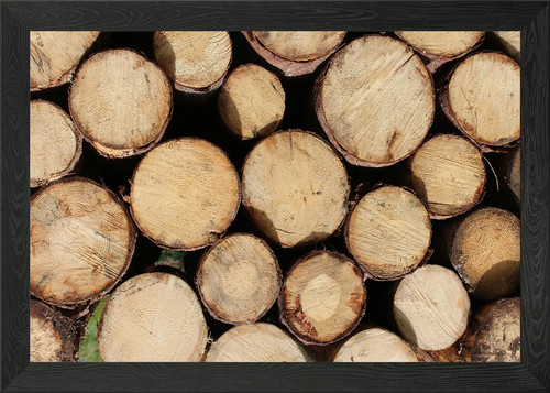 Wooden cut tree - , framed
