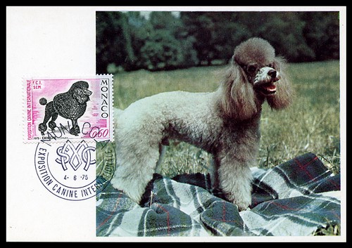 Poodle black french monaco - poodle,