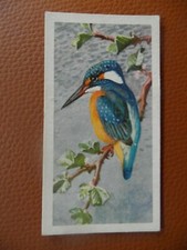  Brooke Bond original 1957 tea-card "Bird Portraits" No.24 of 50 ''Kingfisher".