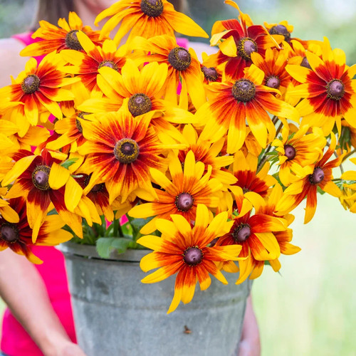 Rudbeckia hirta autumn - hirta, 'autumn