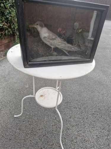 Victorian taxidermy a - of,