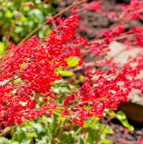 3500x red coral bells - red,