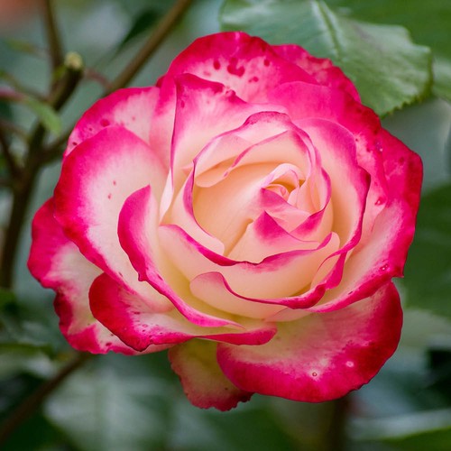 Hybrid tea rose double - tea,