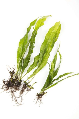 Java fern tropical water - java,