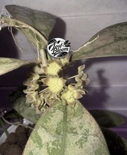Hoya Aff Lambii Splash Rooted