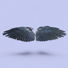 Real Pair Of Wings, Occult