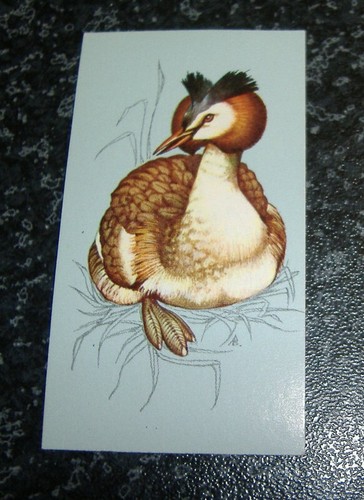 Tetley tea british birds - -,