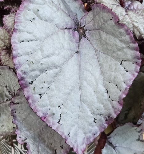 Begonia rex hawaiian silver - rex,