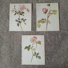 3 Vintage Botanical Prints