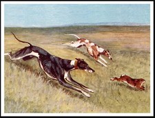 GREYHOUND DOGS COURSING