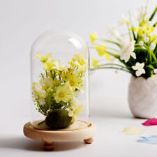 Wooden Base Small/Large Glass Cloche Dome Bell Jar U-Shape Display Stand Home