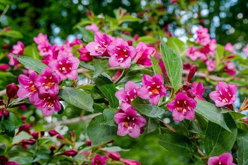30cm weigela bristol ruby - bristol,