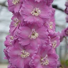 Delphinium ‘Pink Punch’