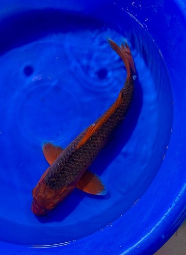 Chagoi koi inch japanese - inch,,