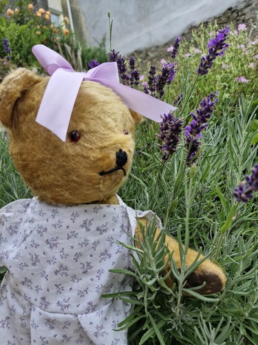 Sweet 1950 vintage - vintage, bear