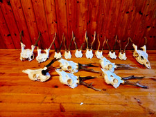 Taxidermy-Deer Antler-15