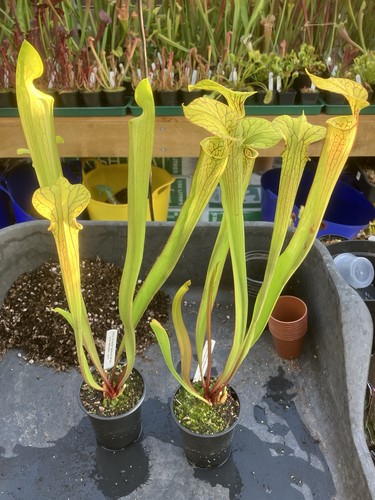 Sarracenia alata - sarracenia.,