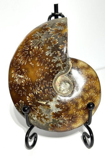 Specimen large 160g - aa,