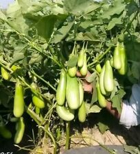  F1 Hybrid Bangladeshi Indian