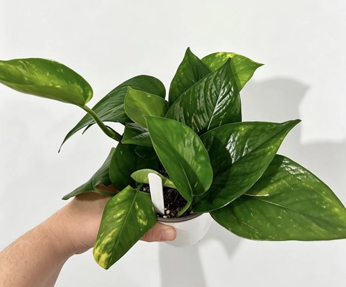 Golden pothos live - live, houseplant