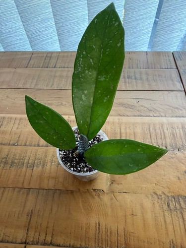 Silver splash hoya carnosa - hoya,