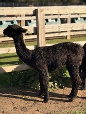 Little Dave's Black Suri