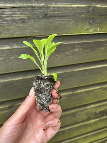 Bare root plug plant - bare,