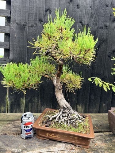 Japanese red pine bonsai - pine,