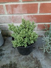 Hebe Veronica Topiaria Plant in 17cm pot approx. White Flower